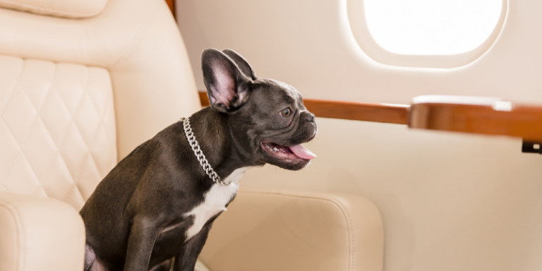 Read more about the article Are Dogs Allowed on a Plane?