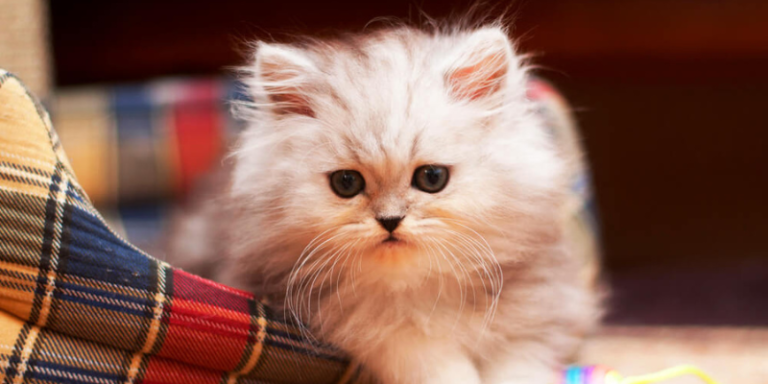 Read more about the article Why Is the Persian Cat a Favorite Amongst Cat Lovers?