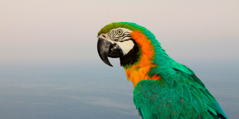 Read more about the article Popular Pet Birds in the World