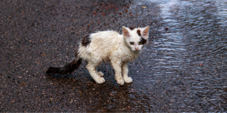 Read more about the article How to Take Care of a Stray Kitten?