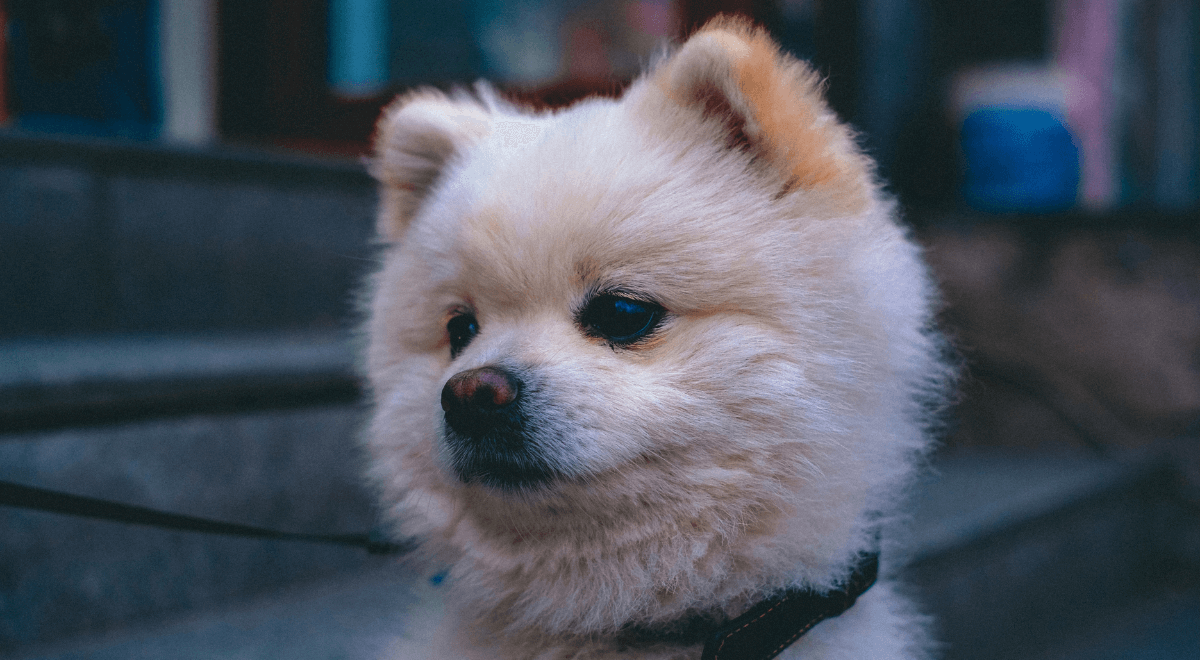 Pomeranian