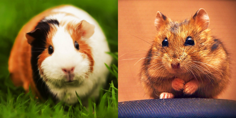 Read more about the article The Differences Between a Guinea Pig and a Hamster