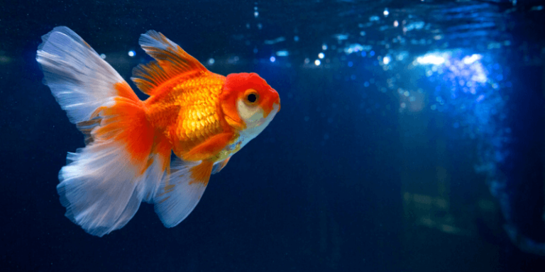 Read more about the article Introduction to Goldfish