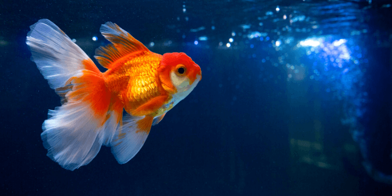 Read more about the article Introduction to Goldfish