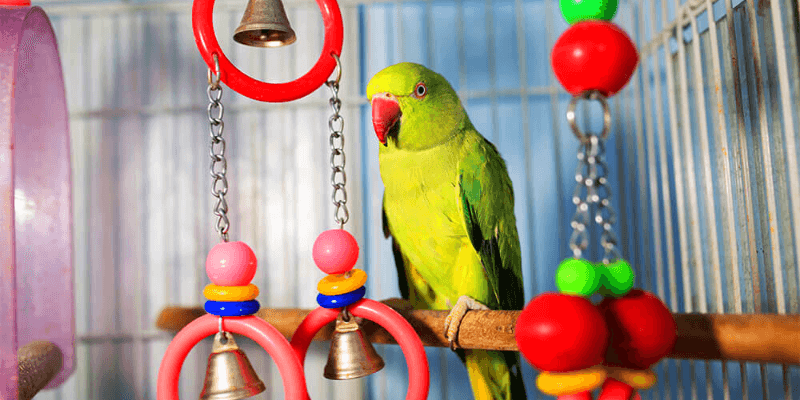 Read more about the article Fundamentals of Training Your Parrot