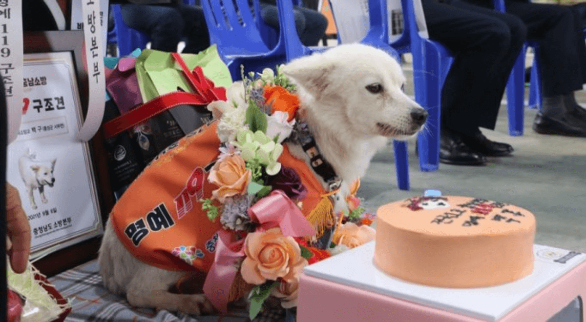 Baekgu's unconditional love - Most Heartwarming Dog Stories