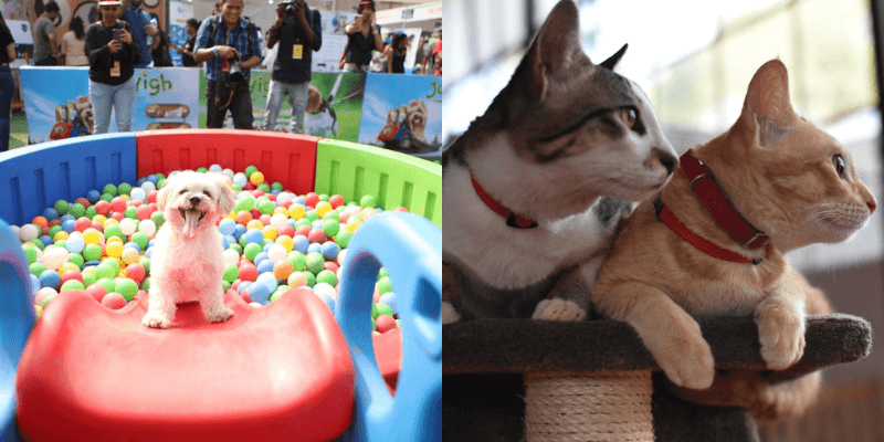 Read more about the article Pet Fed – India’s Biggest Pet Festival Is Back After 3 Years