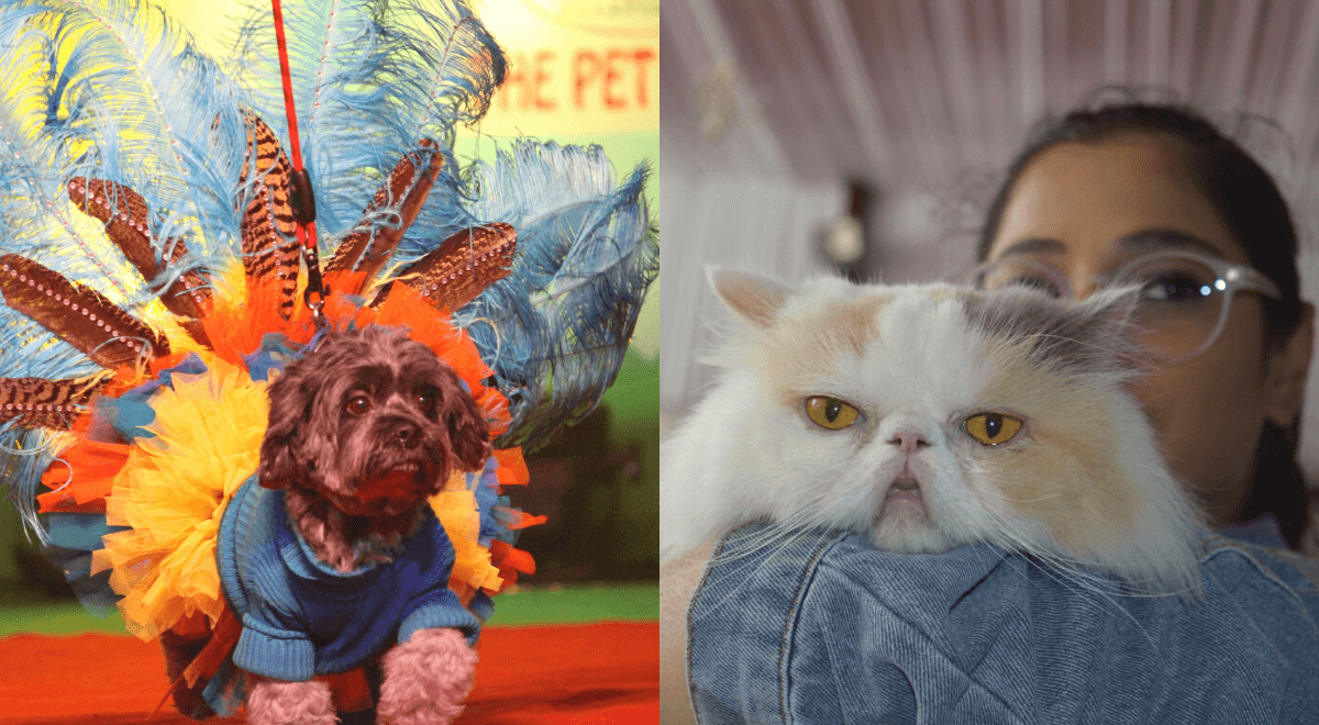 image of cat dog