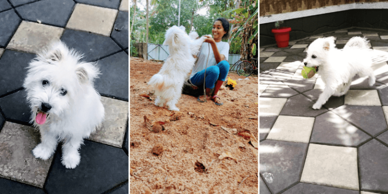 Read more about the article Pet story by Gayathri Kallukaran: Simba’s forever home