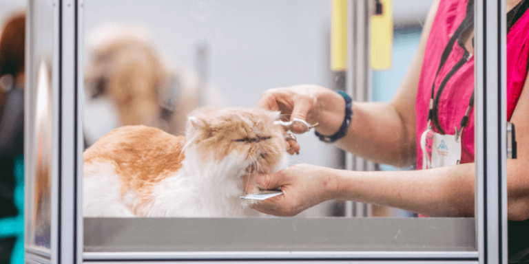 Read more about the article 10 grooming tips for cat parents