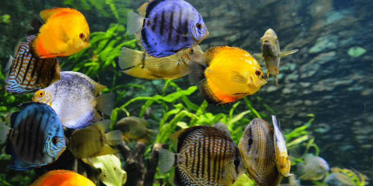 Read more about the article 10 tips for keeping a healthy aquarium