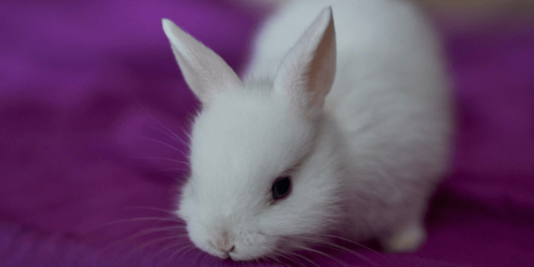 Read more about the article Things to do before adopting a bunny
