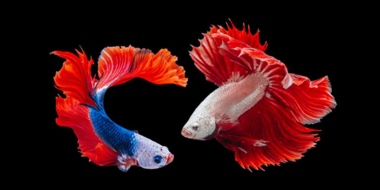 Read more about the article How to take care of your aquarium fish when you are on a holiday