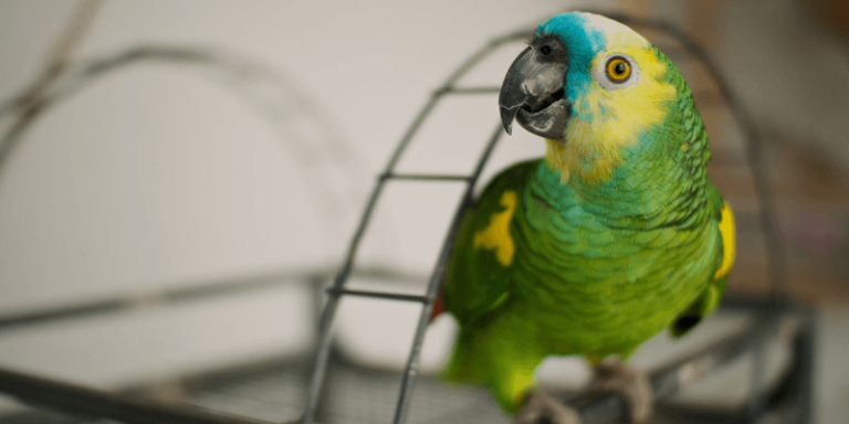 Read more about the article Tips to keep your parrot happy