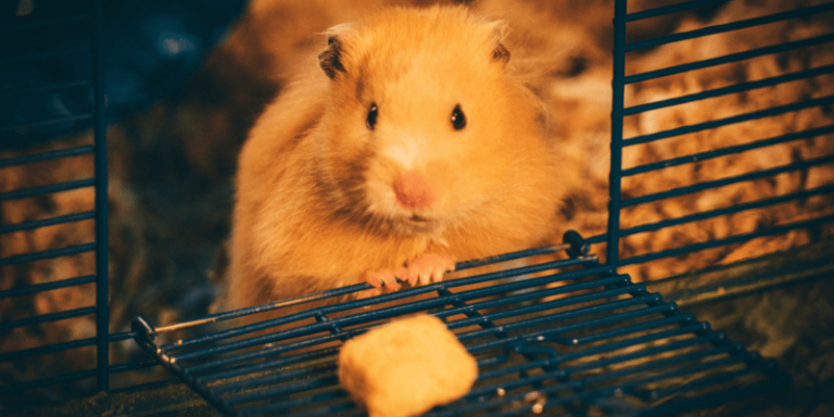 Read more about the article Top 10 tips to keep your hamster healthy