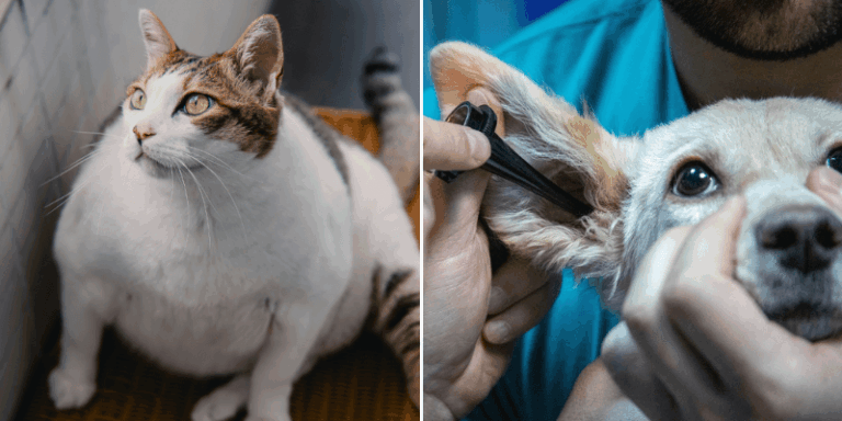 Read more about the article 6 most common pet health problems and how to prevent them